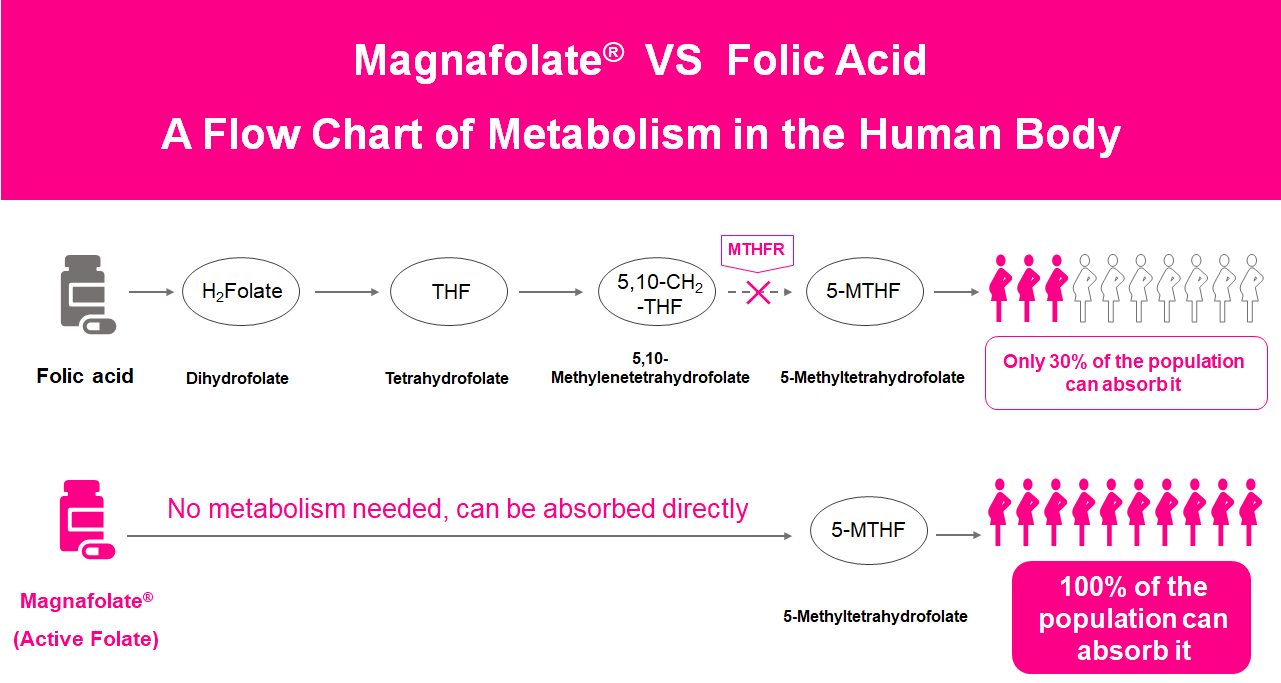 Ein Flussdiagramm des Stoffwechsels im menschlichen Körper, aktives Folat vs. Folsäure