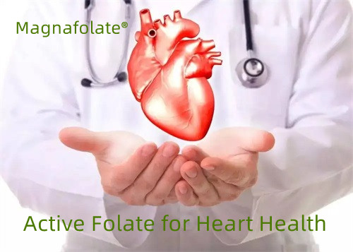 Aktives Folat für die Herzgesundheit