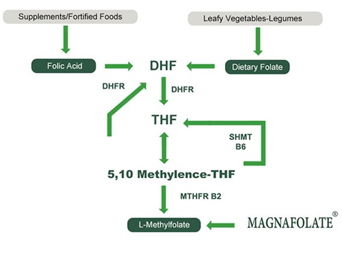 Folat, Folsäure und L-Methylfolat für gesundheitliche Vorteile