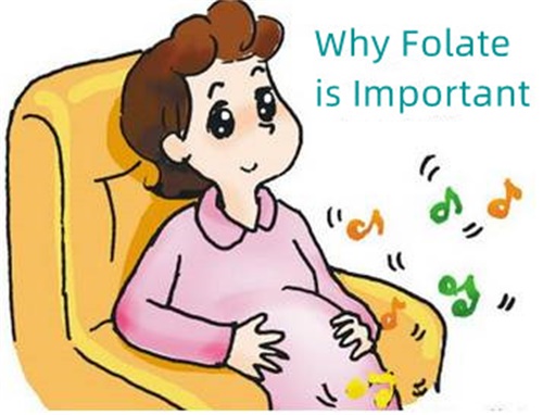 Warum ist Folsäure wichtig?