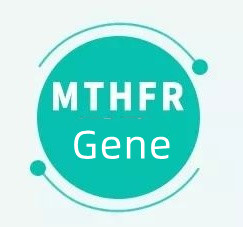 Was bedeutet es, wenn Sie das MTHFR-Gen haben?