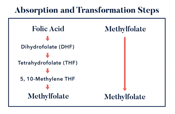Was sind die wichtigsten Gemeinsamkeiten zwischen Folsäure und L-Methylfolat?
