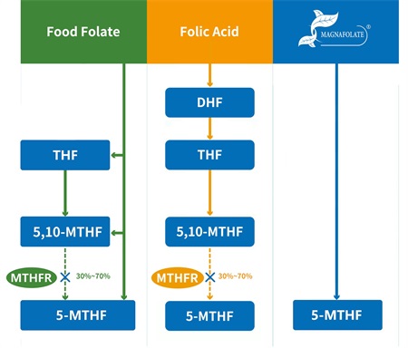 Was ist 5-Methyltetrahydrofolat?