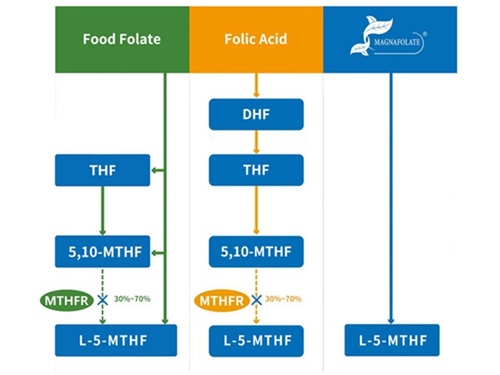 Klassifizierung von Folat und Aktivitätsprofil von 5-Methyltetrahydrofolat