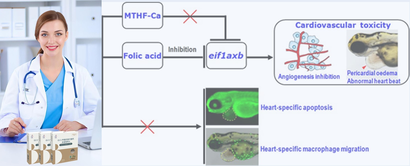 Literaturbewertung | Hochdosierte synthetische Folsäure kann Herzrisiken für frühe Embryonen darstellen. 6S-5-Methyltetrahydrofolat-Calcium erweist sich als sicherer